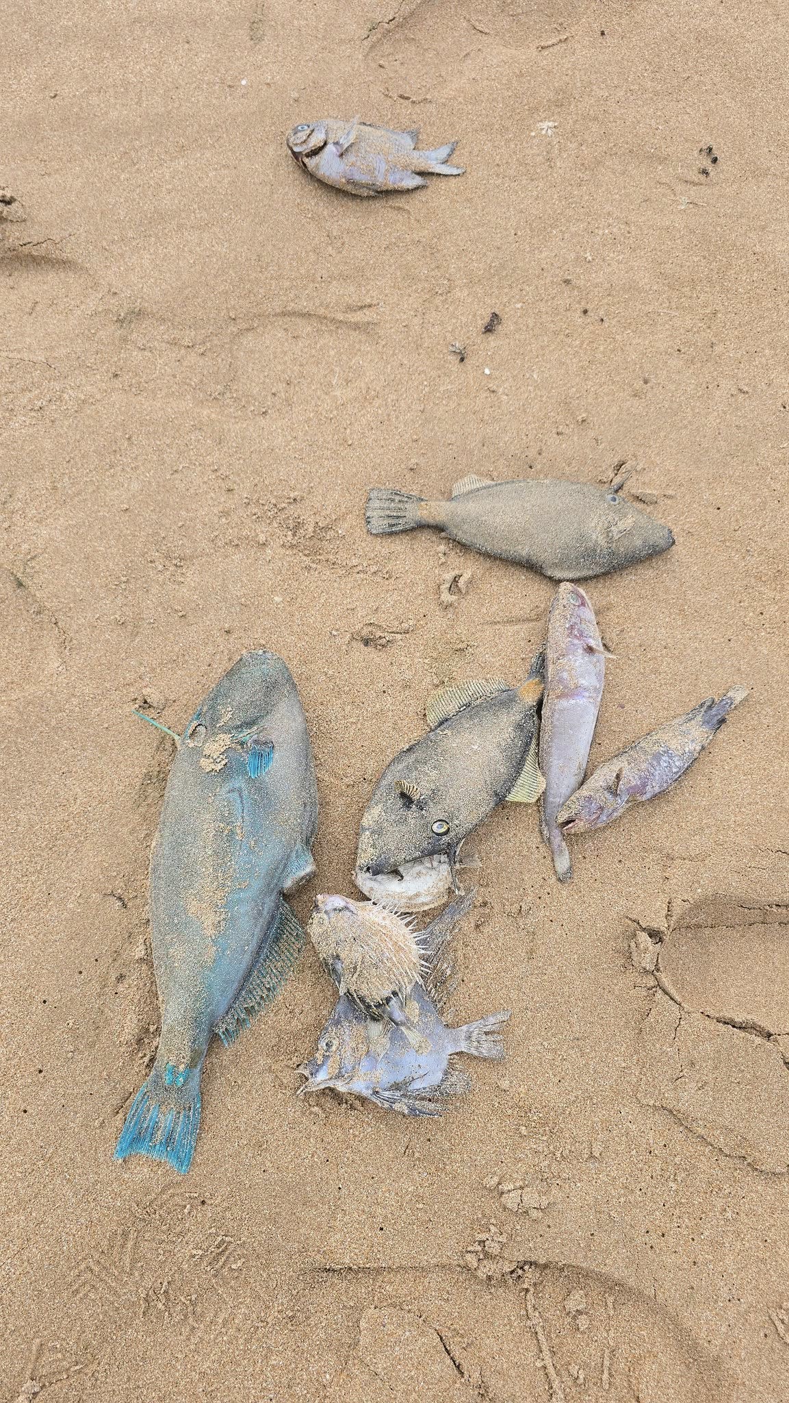 A multi-agency investigation is underway after masses of yellow foam washed up on a popular South Australian beach, leaving surfers feeling sick and infected. ﻿