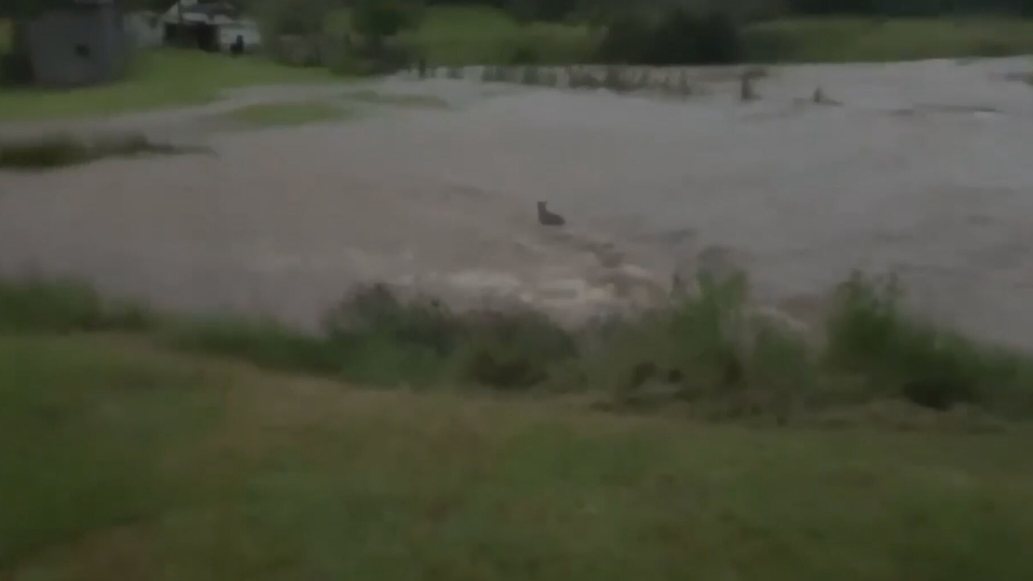 Kangaroo hops through floods, NSW