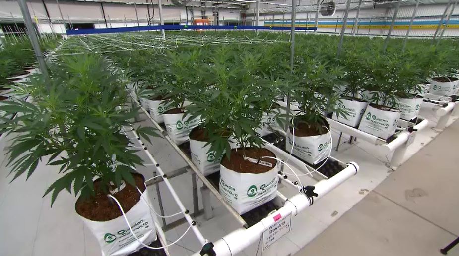 Queensland news Sunshine Coast medicinal cannabis farm to supply