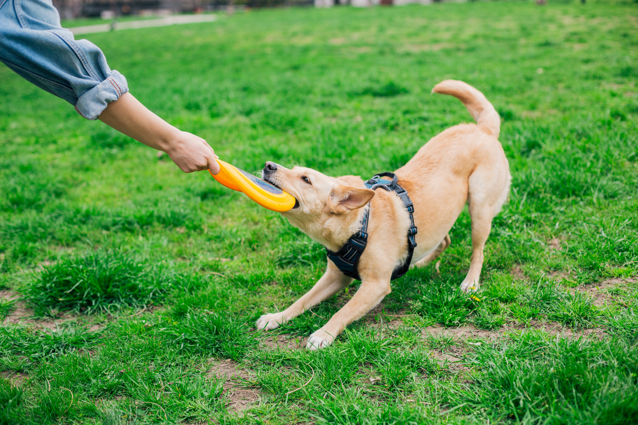Playful dog tugging, pulling the yellow frisbee from the owner's hand, ready to play fetch.