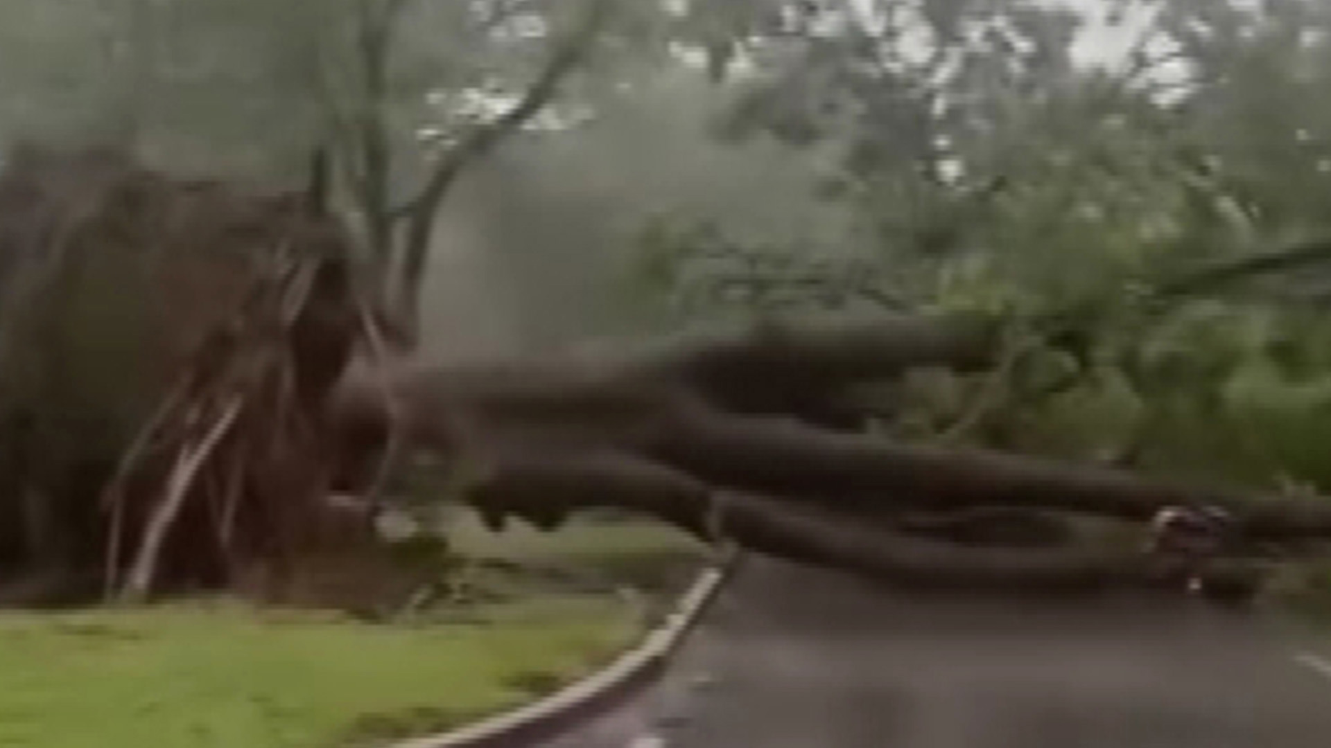 Trees were down all across the city thanks to the huge winds and rain of Cyclone Fina in Darwin.