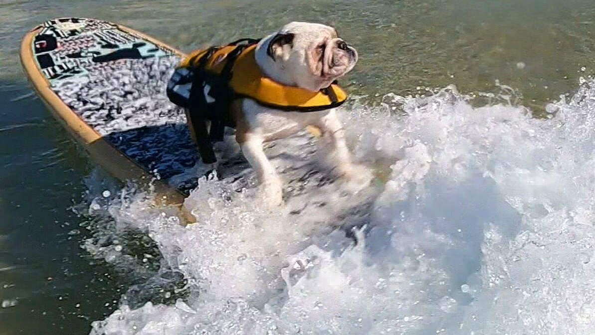 Pork Chops, the six-year-old French bulldog, has become the coast's most recent surfing superstar after amassing a large wave of fans and has even landed his first sponsorship deal.