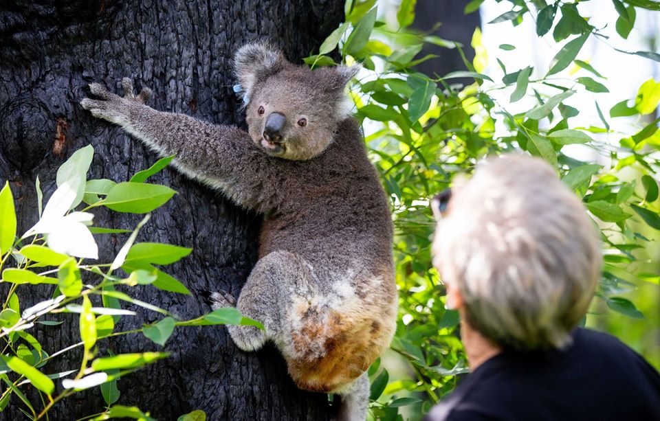 The burnt koala, named Anwen, was released into the Lake Innes Nature Reserve, after five months of recovery at the Port Macquarie Koala Hospital.