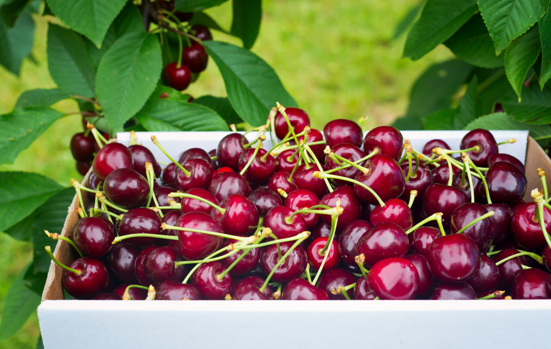 Process of picking red ripe cherries.