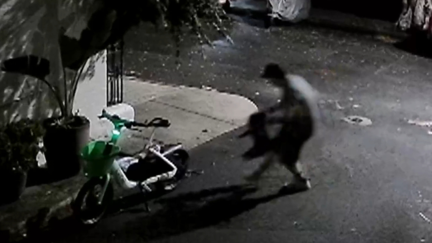 Alexandria stolen pugs, a man is wanted by police