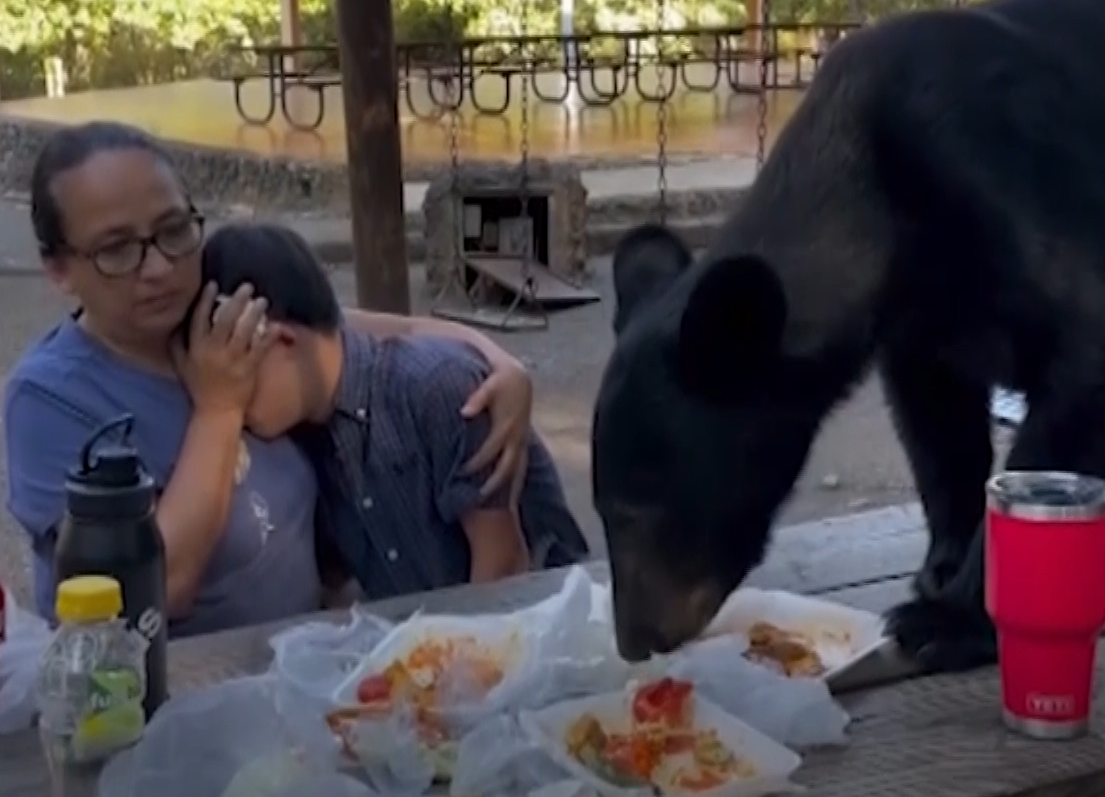 Mexico bear: Mother bravely shields son as bear leaps on table to devour  tacos and enchiladas