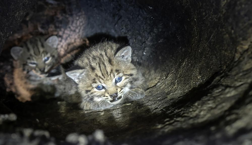 Bobcat kittens were found in a cavity of a large oak tree in the Santa Monica Mountain range.