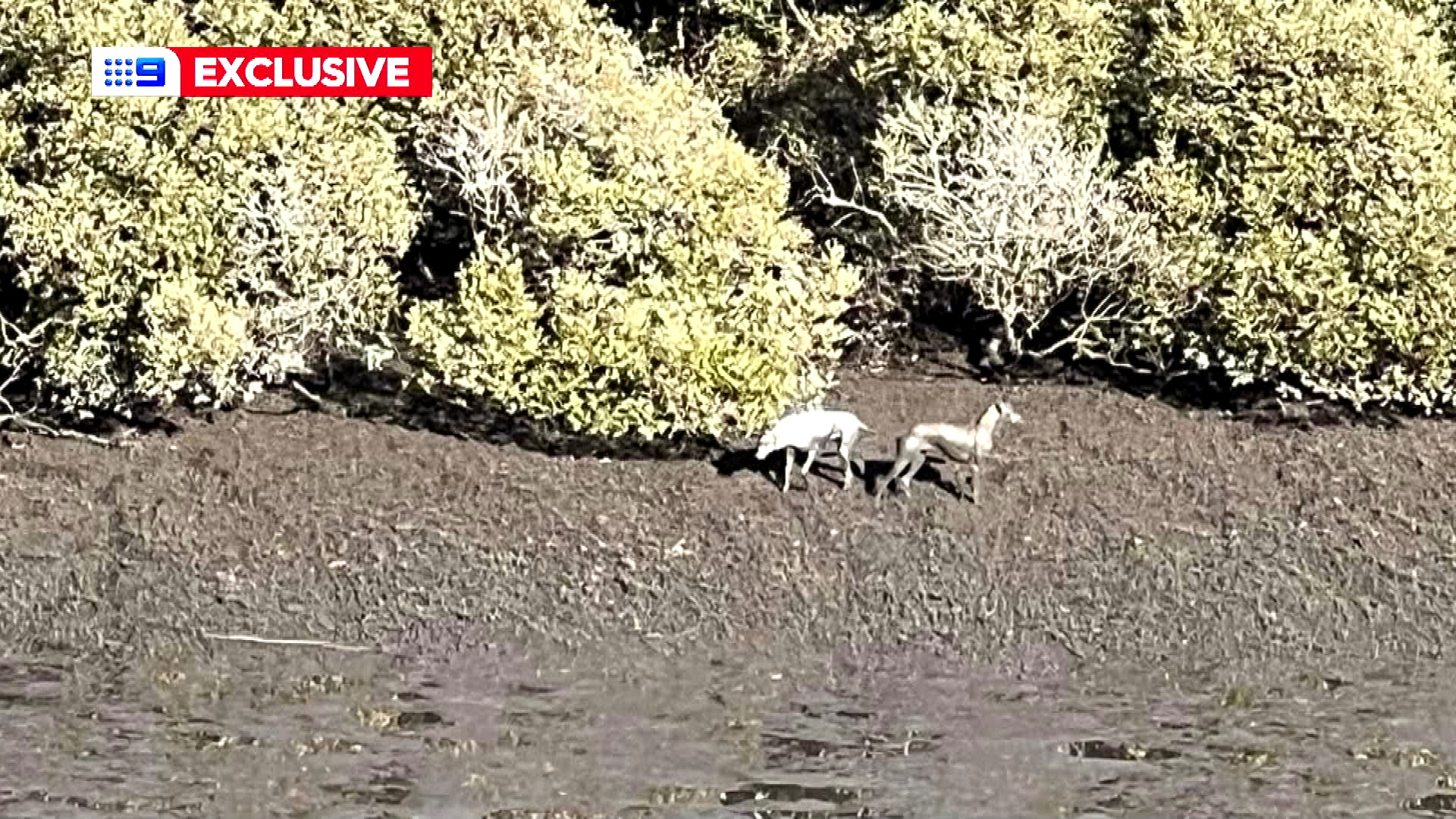 A woman walking her dog along a popular track in Sydney's south has been rescued by helicopter after being attacked by two Irish Wolfhounds.The 34-year-old woman ran into neck-deep mud by the Georges River to try and escape from the animals.