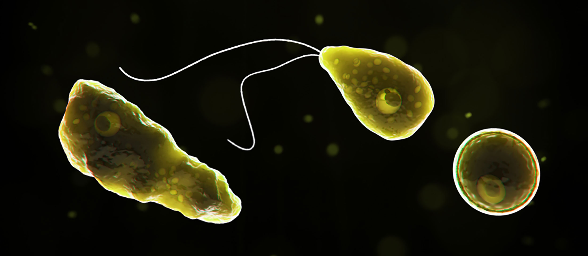 The naegleria fowleri, a brain-eating amoeba, wasfound in a Texas water supply. Supplied: Centers for Disease Control and Prevention.