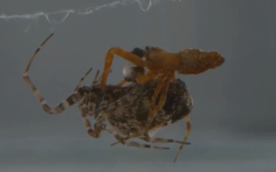 Philoponella prominens are social spiders, meaning they live in groups, but soon after they mate, the male arachnid has to rapidly leap away to avoid being eaten by its female partner, new research has revealed.