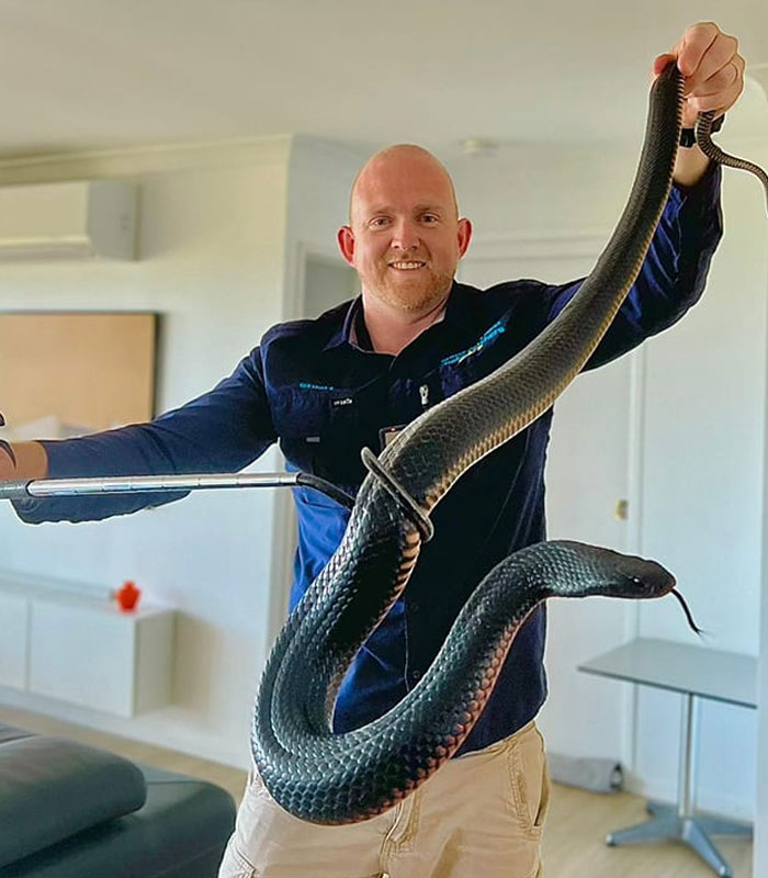 red belly black snake in Queensland