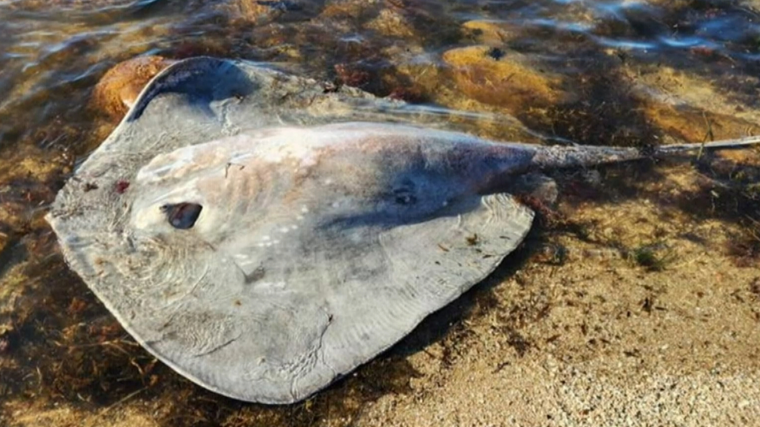 A Yorke Peninsula woman is recovering from an unusual and aggressive eagle ray attack after a 15cm barb pierced her arm, barely missing an artery.