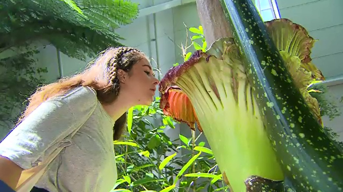 Esta planta está a punto de apestar todo un jardín botánico.