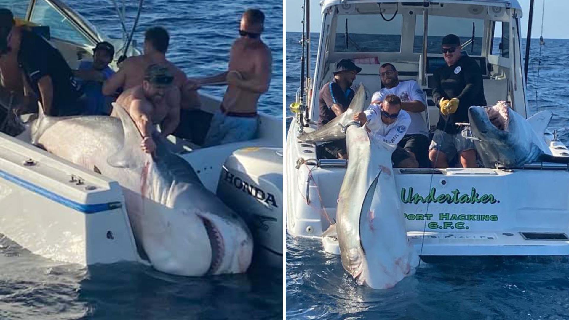 Massive tiger shark landed during 'team-building' fishing trip