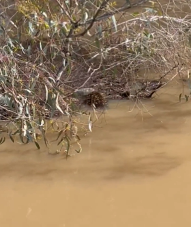 By zooming out Hunter demonstrated how well the struggling animal was able to camouflages. It comes as motorists are urged to take extra care on the roads.