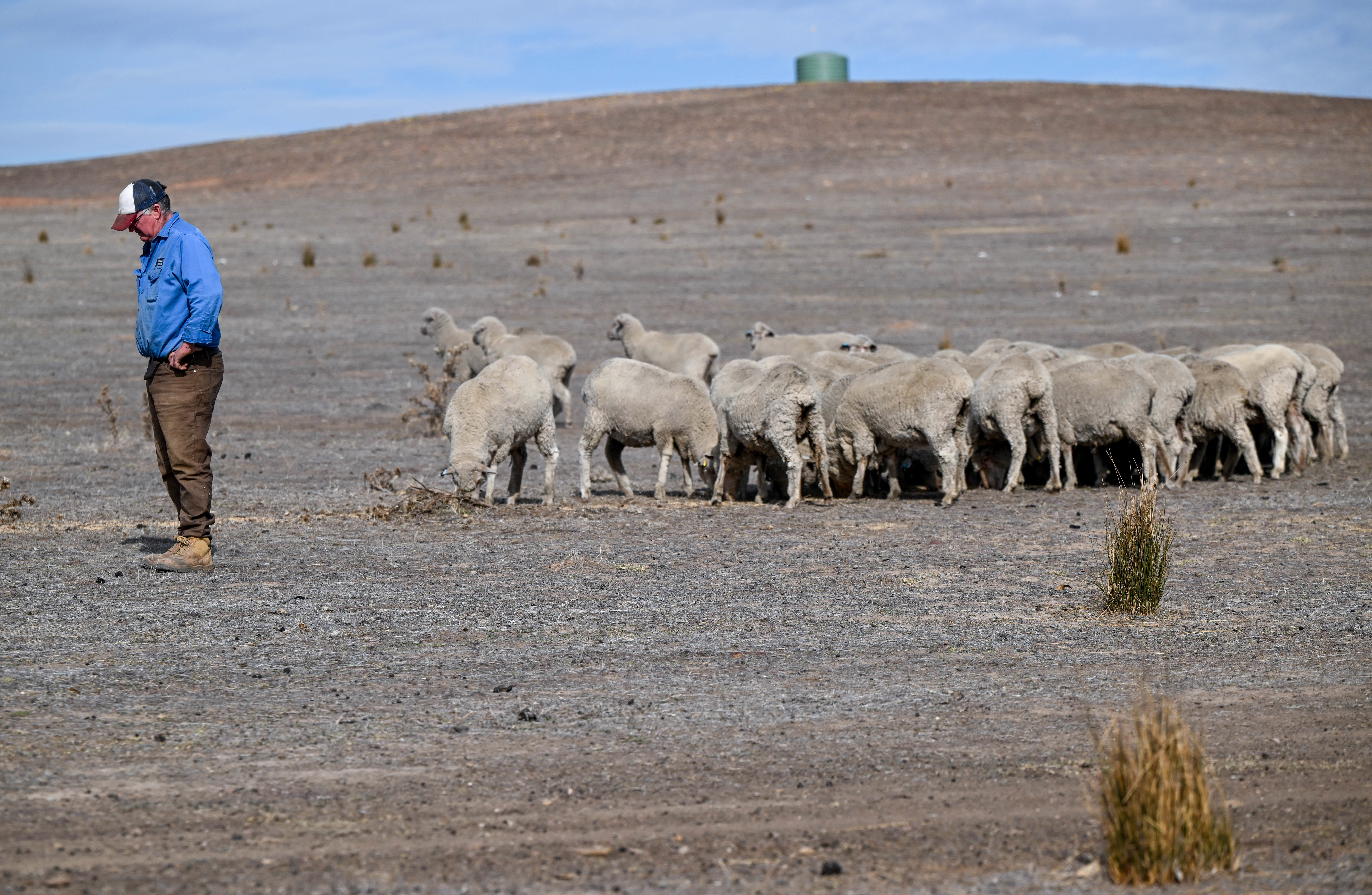 A farmer and a group of sheep during a drought.