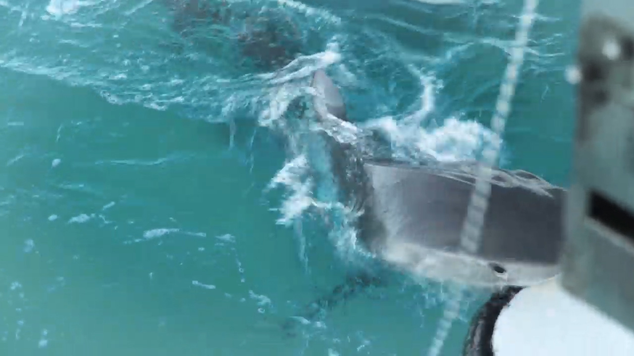 The tiger shark started to take repeated bites of the back of the boat.