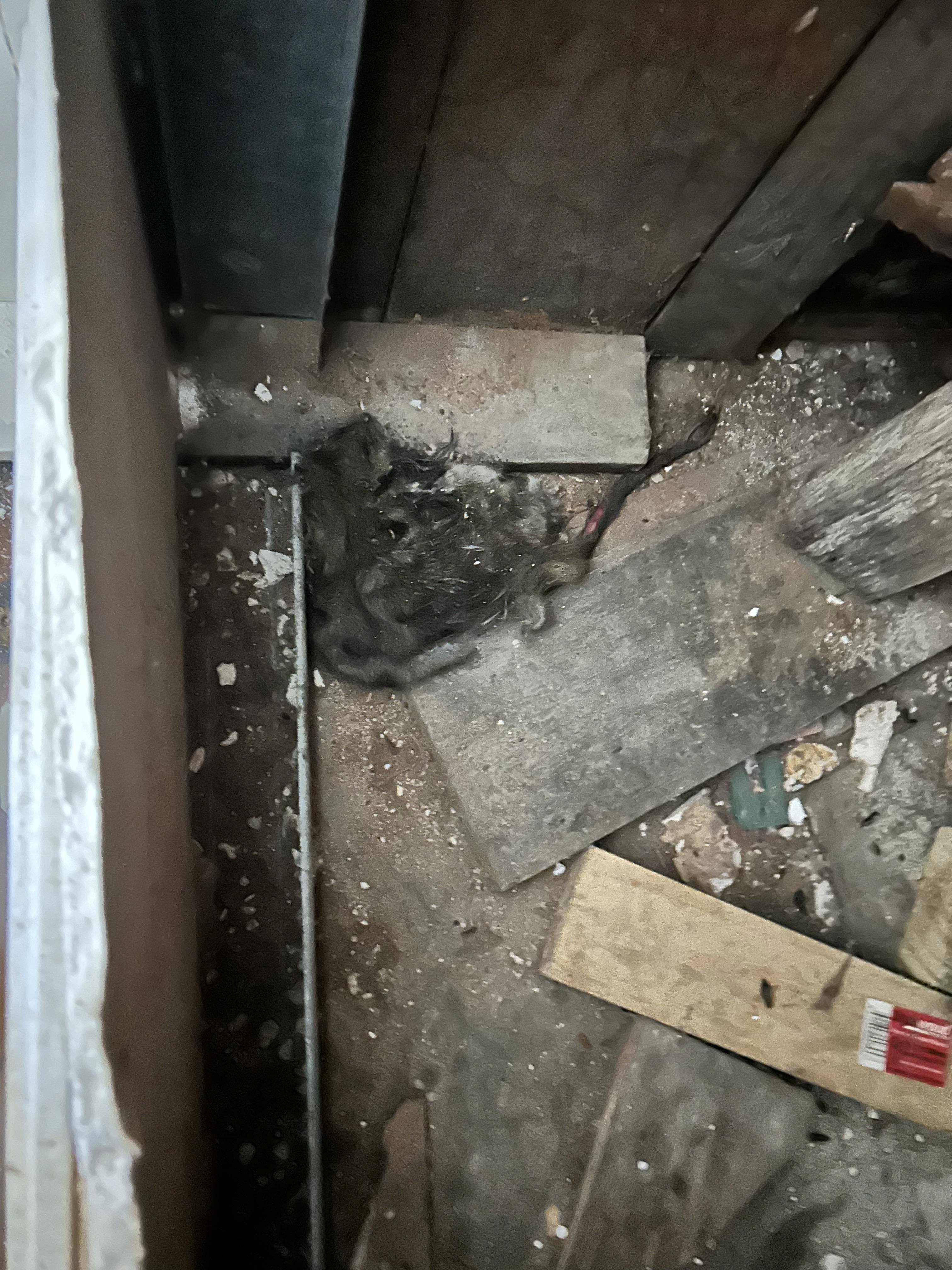 Rat infestation in Glebe property.
