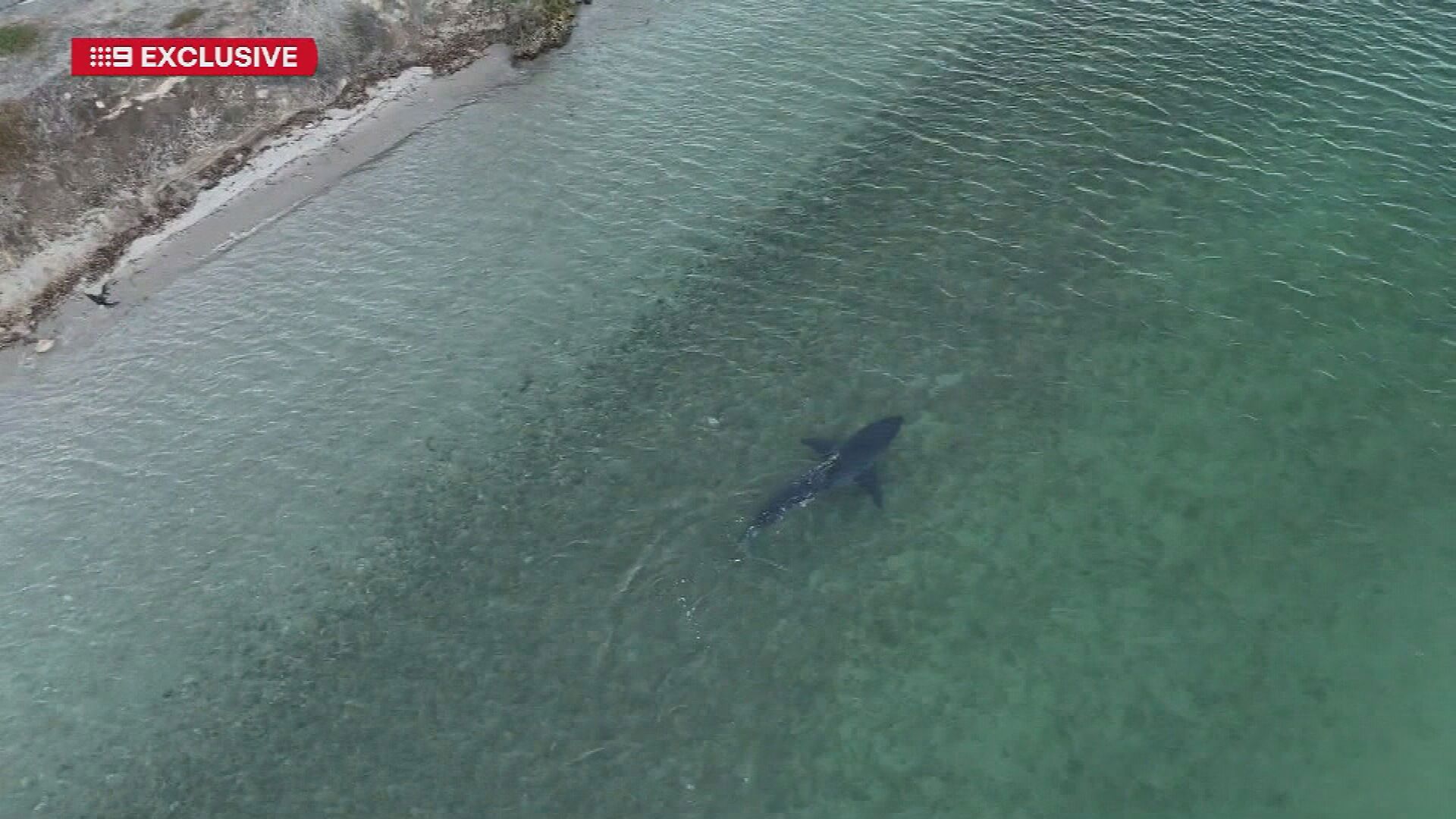 Incredible drone footage shows great white metres from SA beach