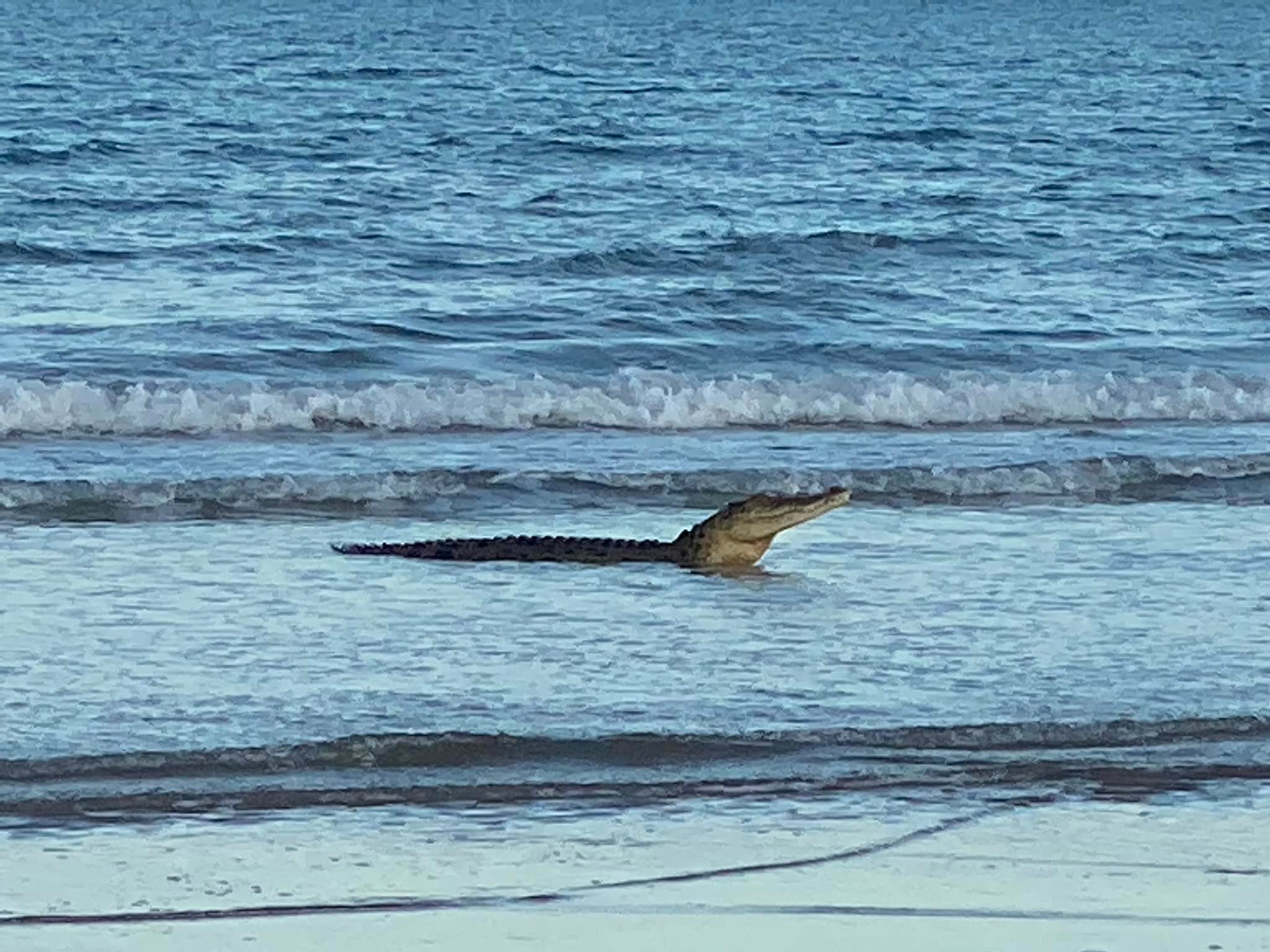 A saltwater crocodile made a splash with locals at a popular Darwin beach on Friday.