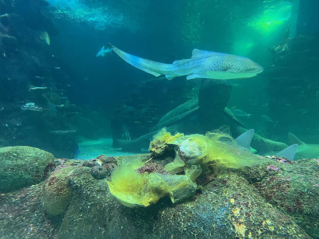 Zimba is seen inspecting a clutch of recently laid eggs at Sea Life Sydney Aquarium.