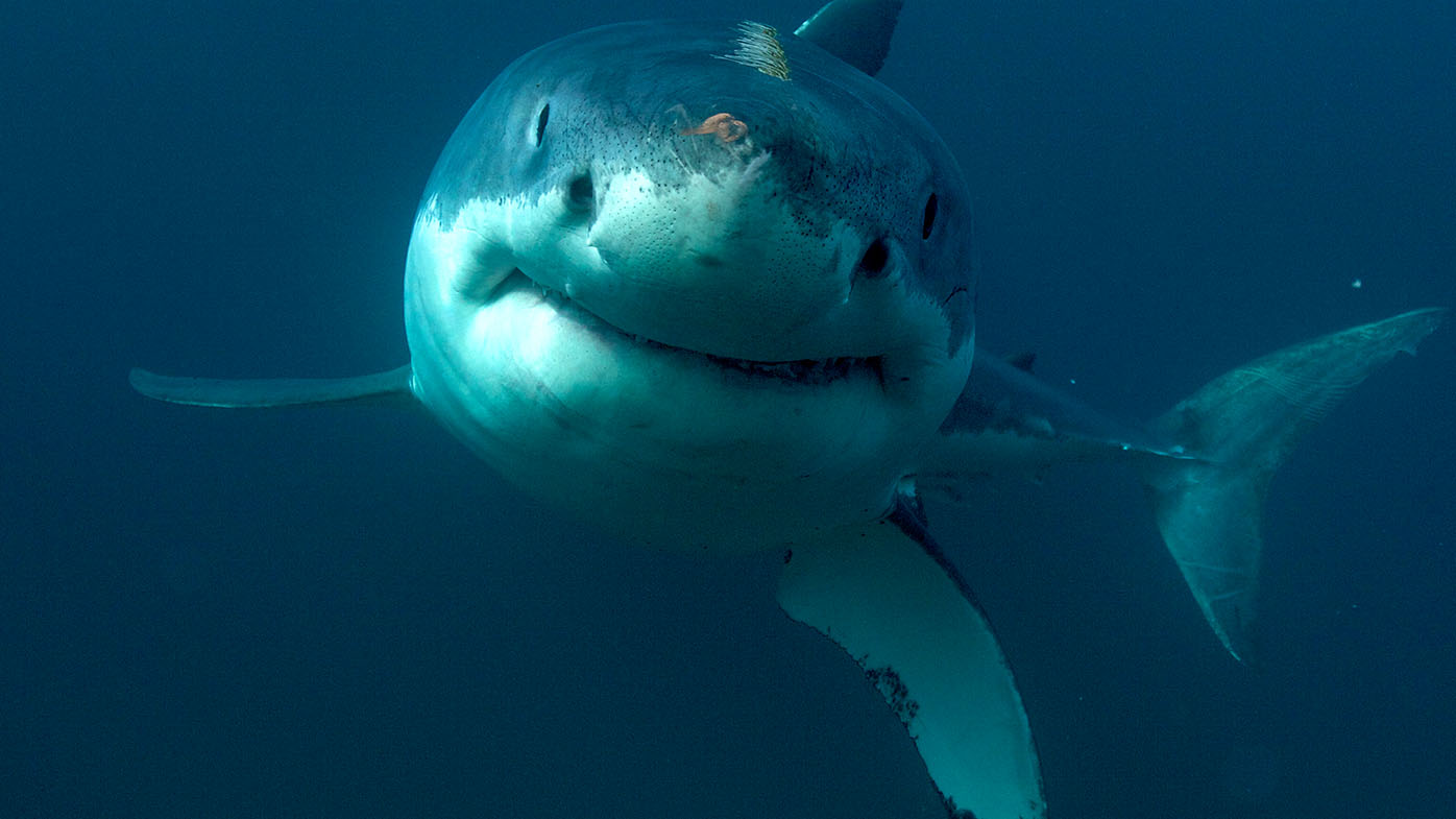 Esta imagen sin fecha publicada por Discovery Channel muestra un gran tiburón blanco.