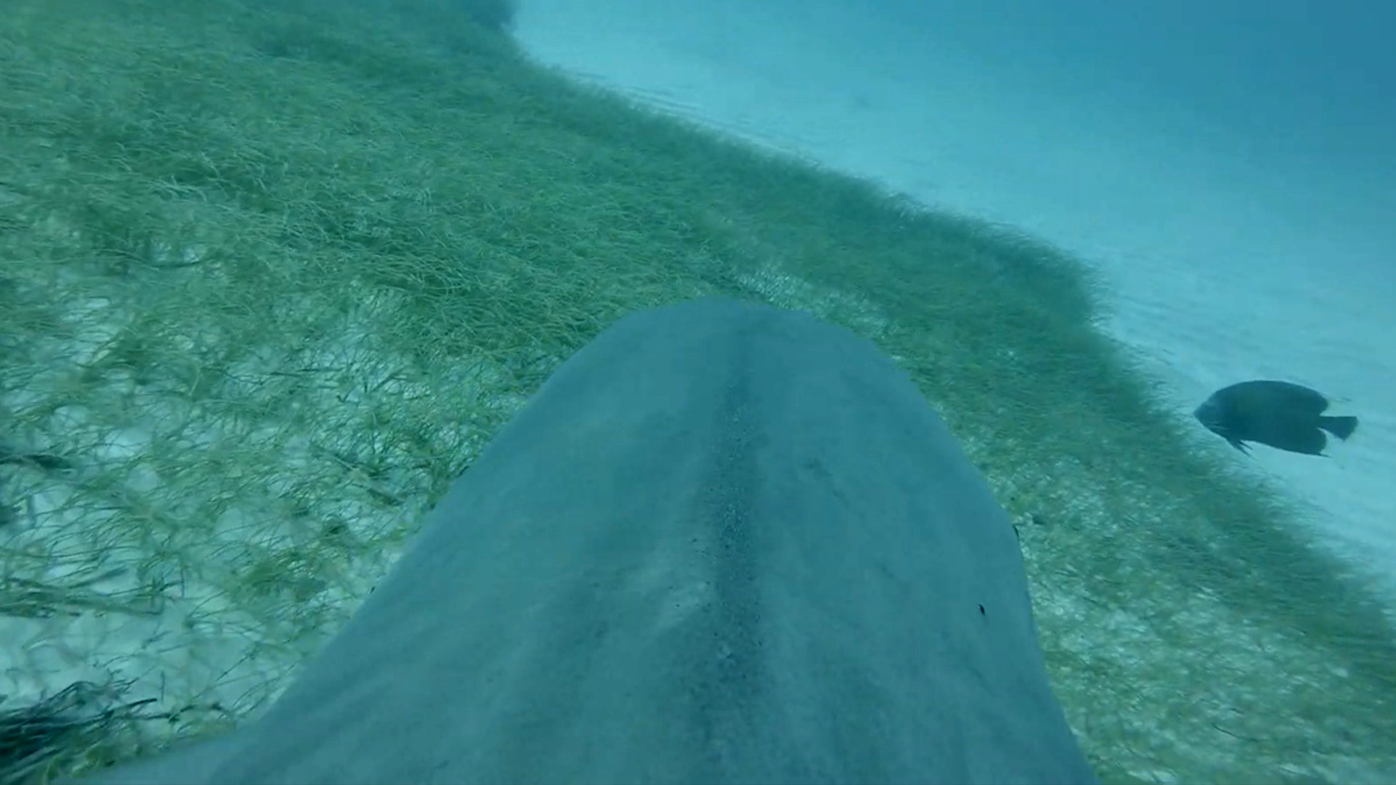The cameras provided researches with a shark's eye view of the ocean floor.