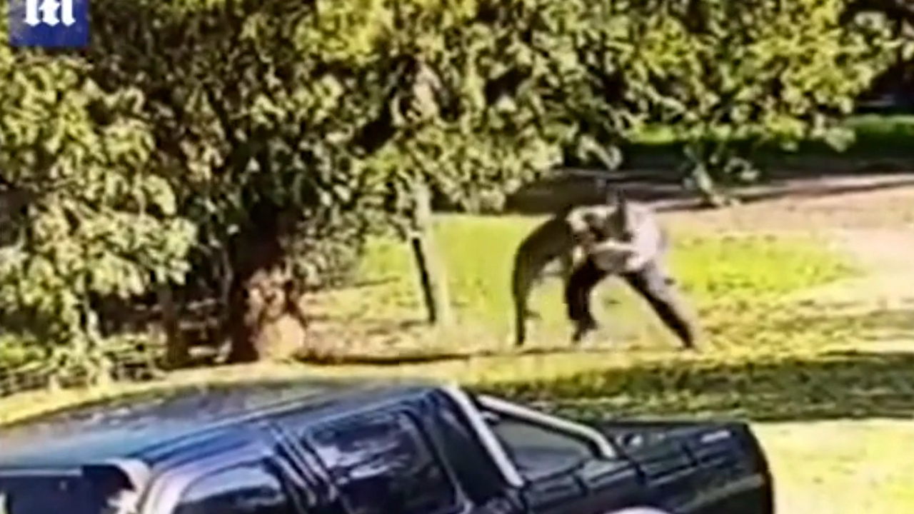 The massive roo can be seen stomping on the man as he stumbles to the ground while trying to flee.