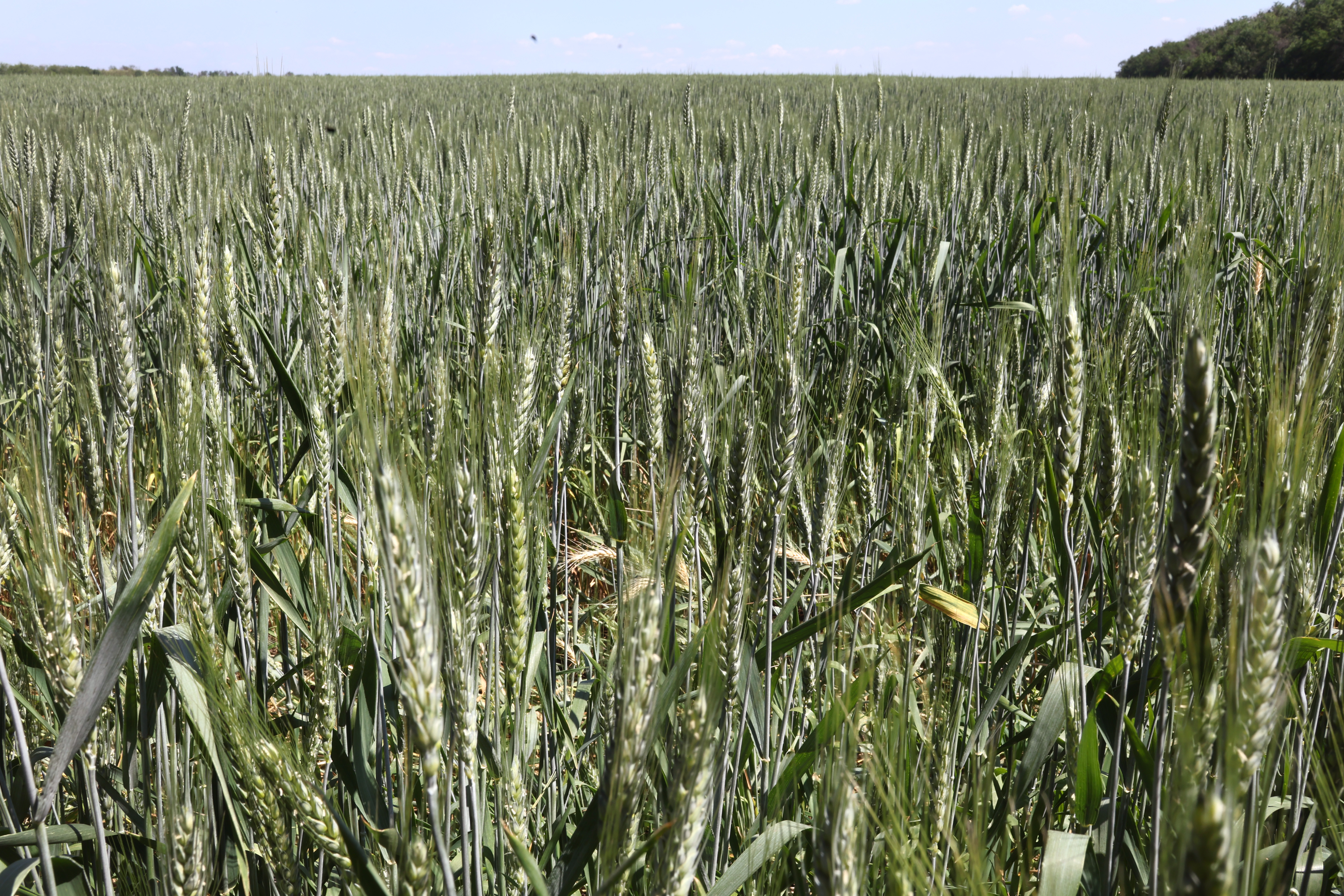 SLOVIANSK, UKRAINE - JUNE 08: Wheat grows in a farm field about 25 kilometers from the front line of battle between Russian and Ukrainian troops on June 08, 2022 near Sloviansk, Ukraine. In recent weeks, Russia has concentrated its firepower on Ukraine's Donbas region, where it has long backed two separatist regions at war with the Ukrainian government since 2014. (Photo by Scott Olson/Getty Images)
