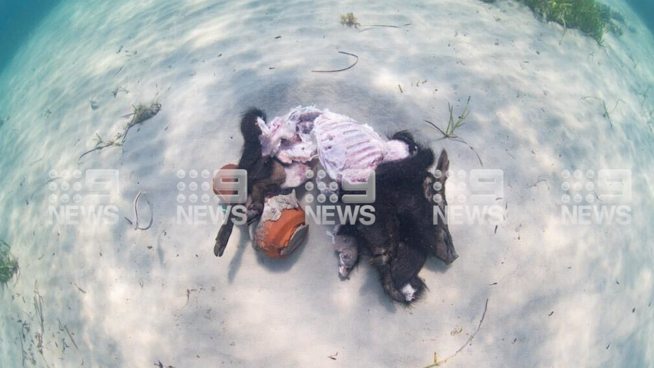 A﻿ scuba diver has claimed trophy hunting fishers are going to disturbing lengths to catch sharks.