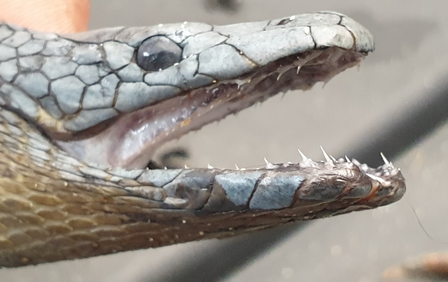 A close-up of the fangs of a yellow-bellied black snake.