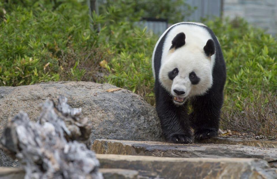 Wang Wang is a giant panda who called Adelaide Zoo home. 