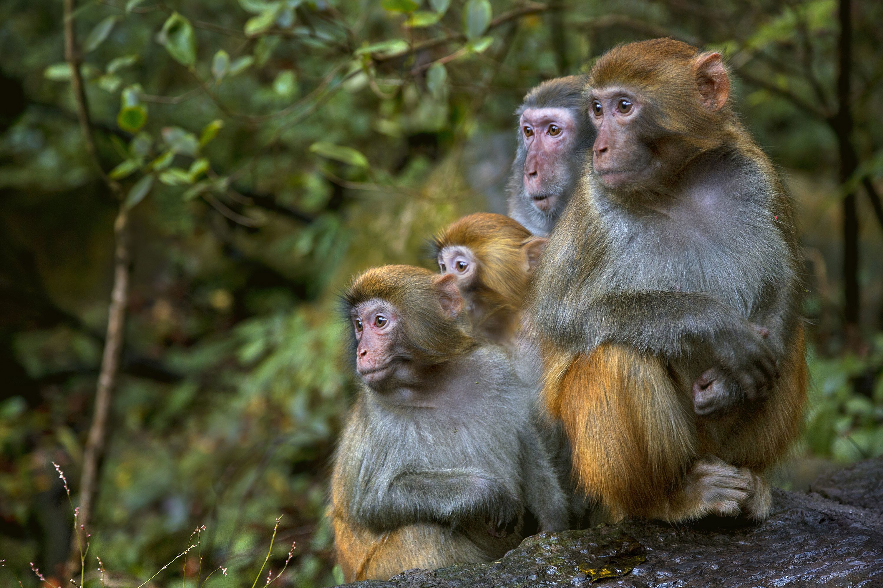 Caos entre monos en Carolina del Sur después de que 43 primates escaparan de un centro de investigación