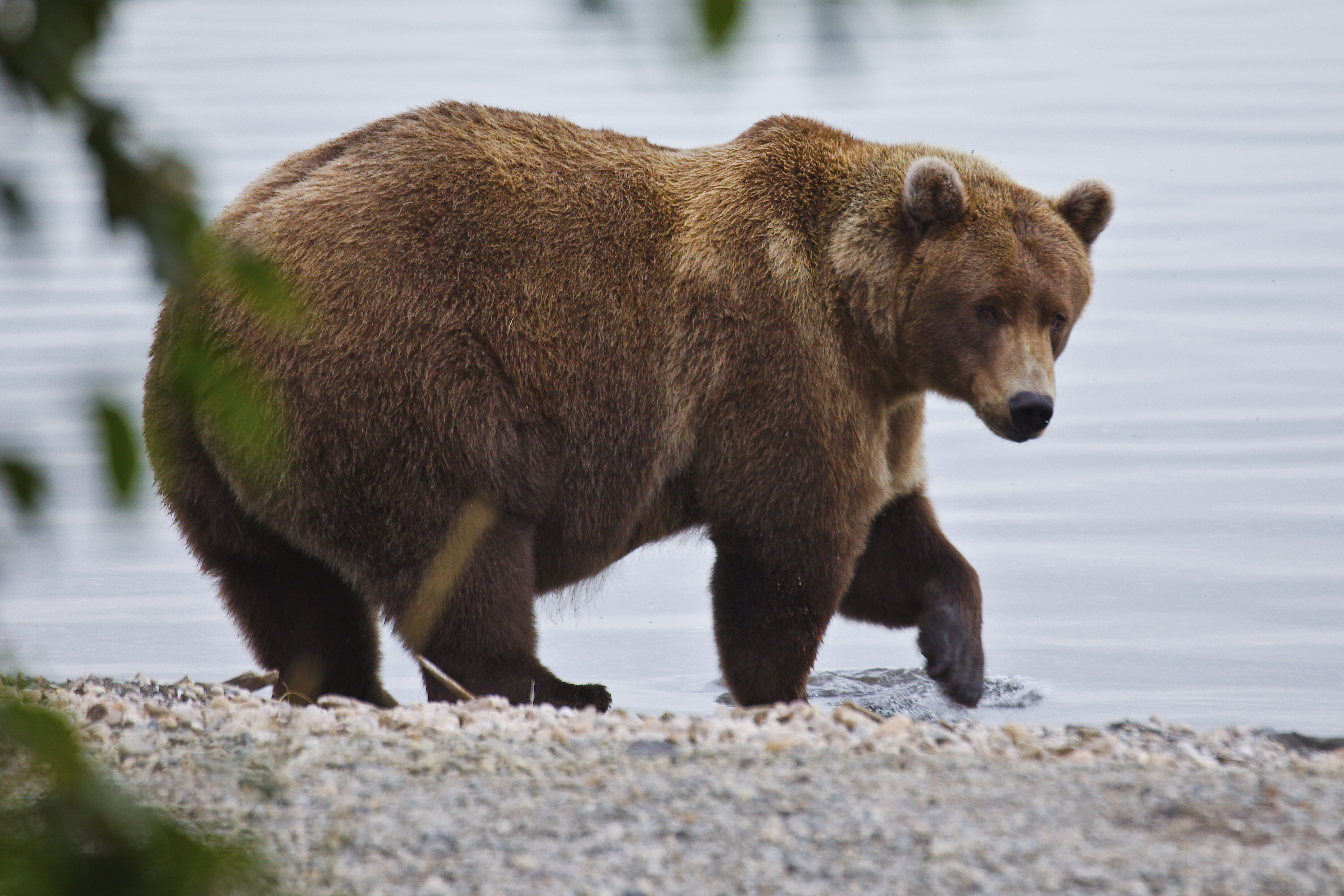 This image provided by the National Park Service shows bear 901 at the Katmai National Park and Preserve in Alaska, on Sept. 12, 2025. (E Johnston/National Park Service via AP)