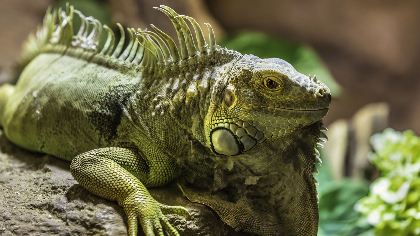 Las iguanas verdes están invadiendo Florida.