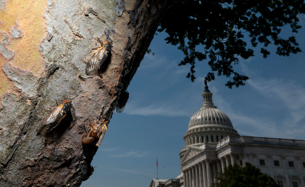 Cicadas climb up the side of a tree at the US Capitol in Washington. Billions of Brood X cicadas have begun to emerge after living underground for 17 years. 