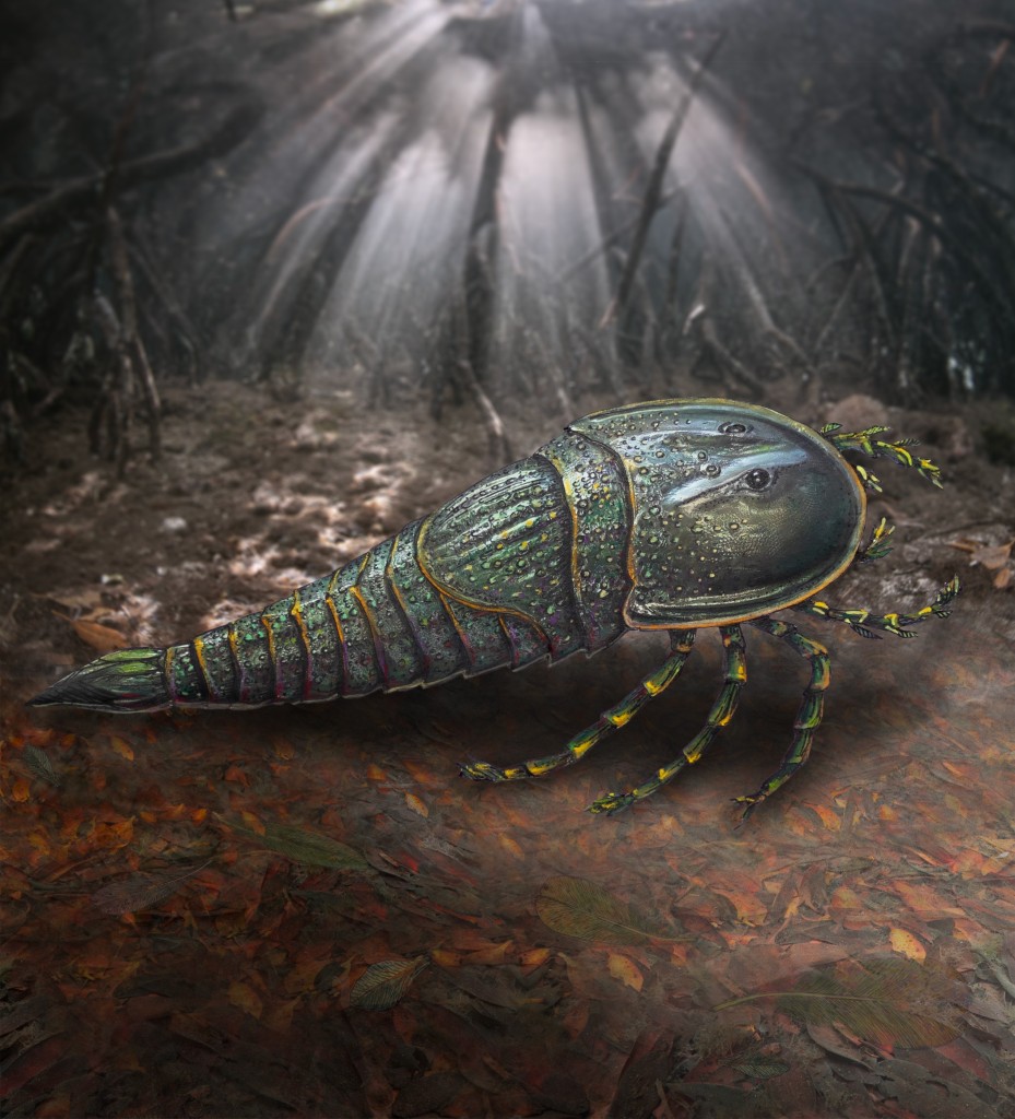 New species of sea scorpion identified in Queensland.