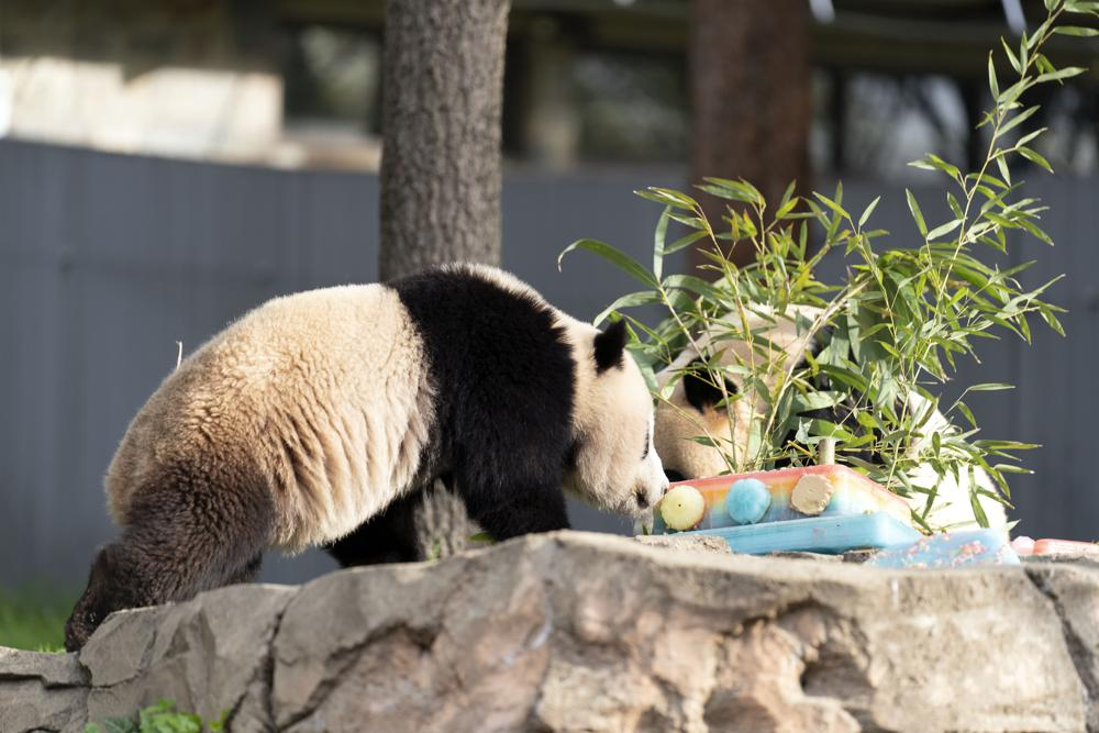 The giant pandas had the ice cream cake breakfast in front of adoring crowds as the zoo celebrated 50 years of its iconic panda exchange agreement with the Chinese government.