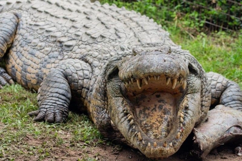 One of the world s oldest crocs turns 120