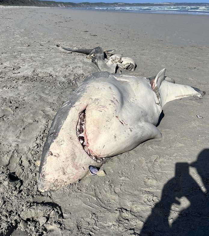 A great white shark was likely torn to pieces by hungry killer whales.