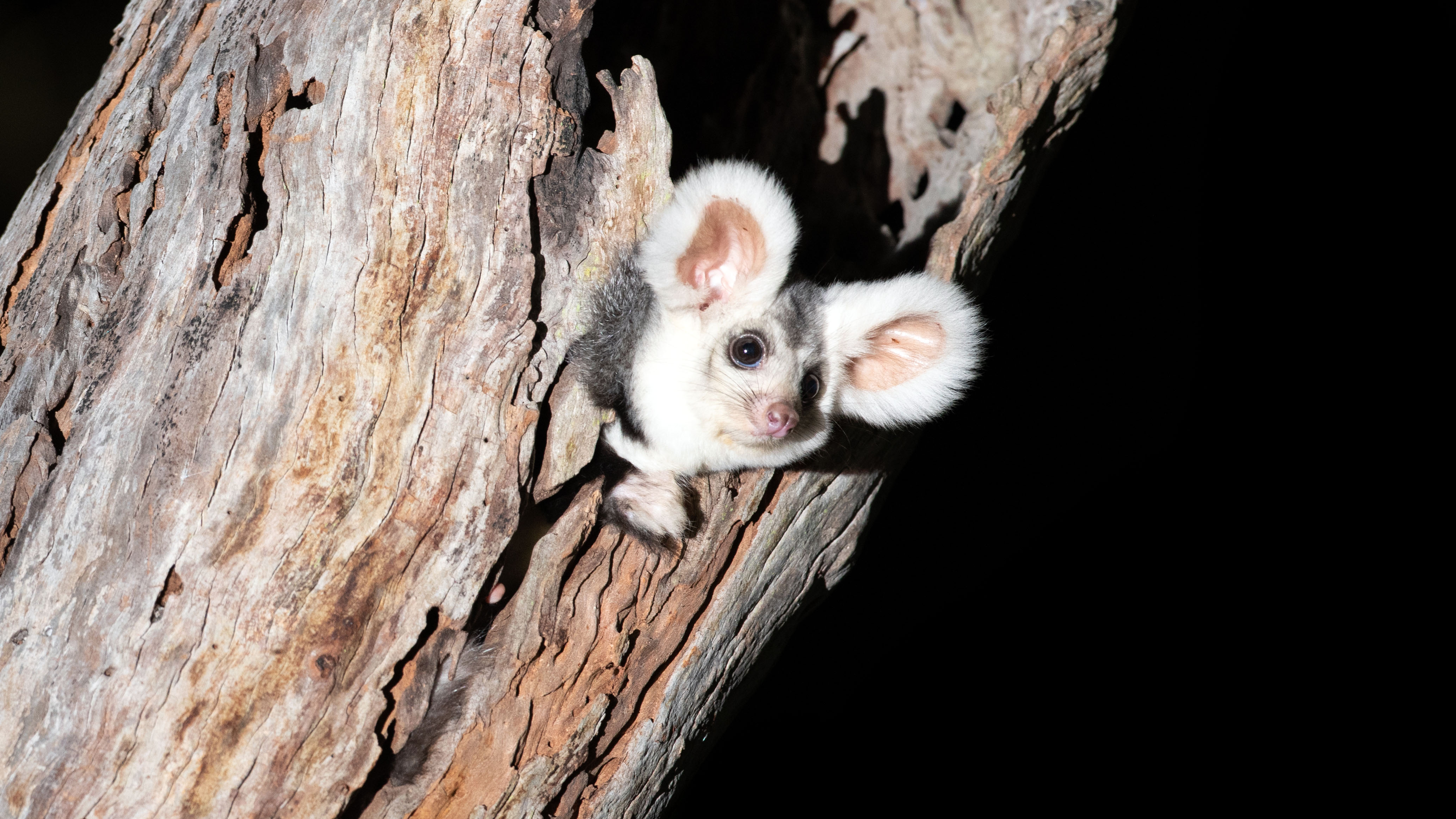 Australia's most endangered animals 2022: In pictures