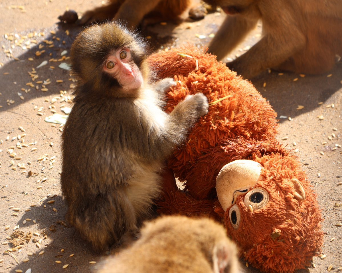 Punch, a lonely seven-month-old macaque monkey, has struck a chord with millions of people worldwide. ﻿