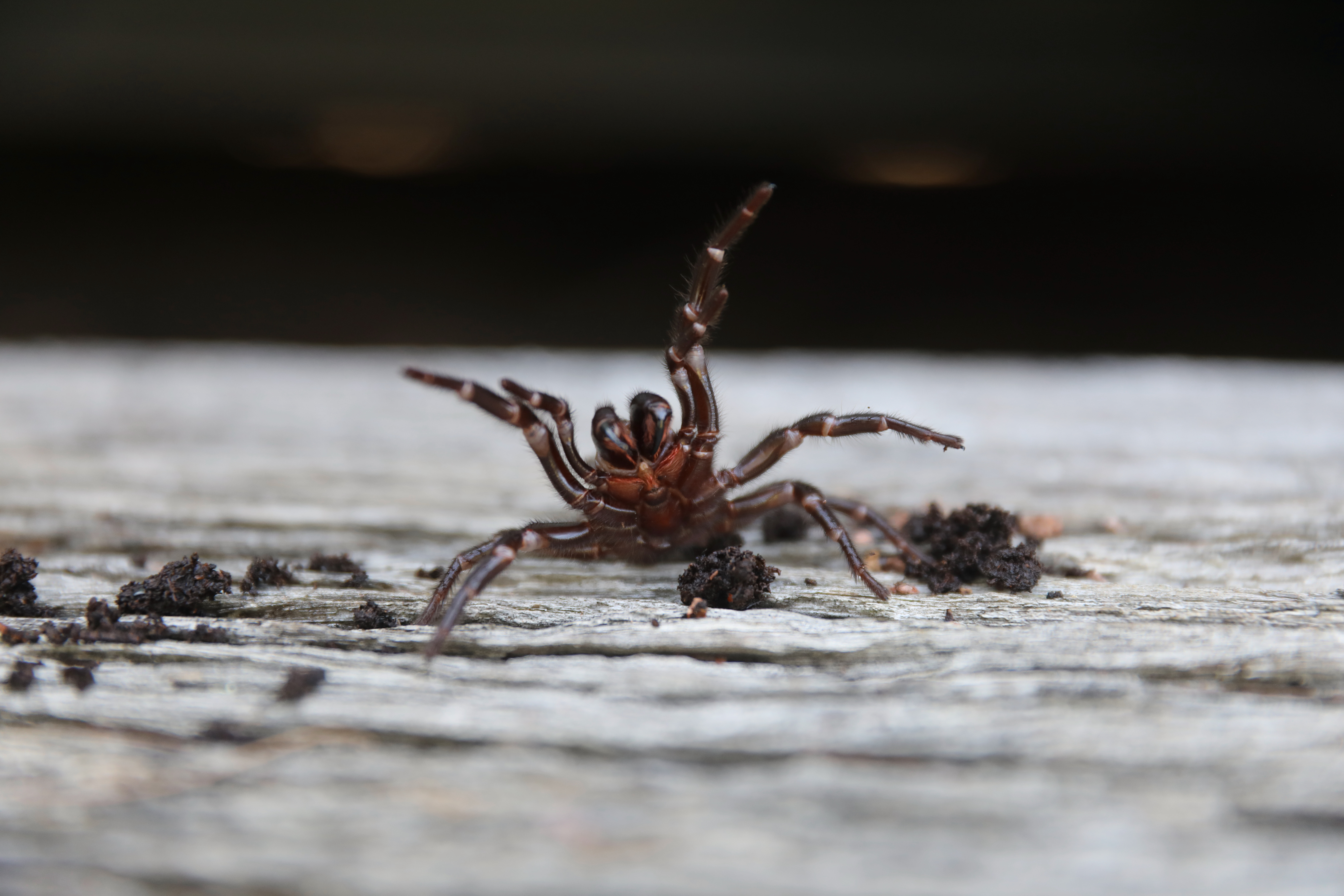 A spike is funnel-web numbers are predicted as wet and humid weather continues.