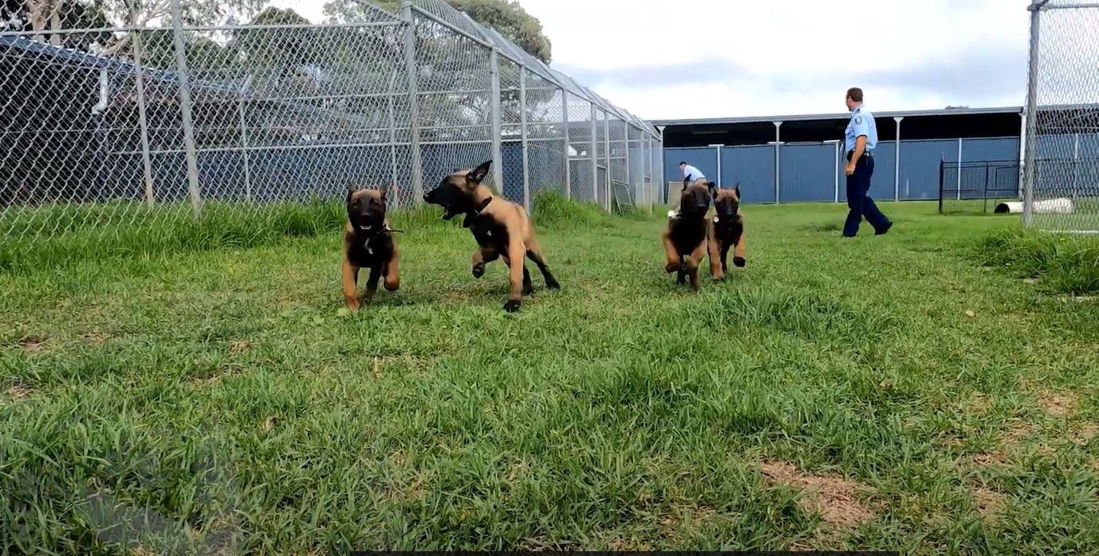 Police dog dies after being hit by truck in western Sydney