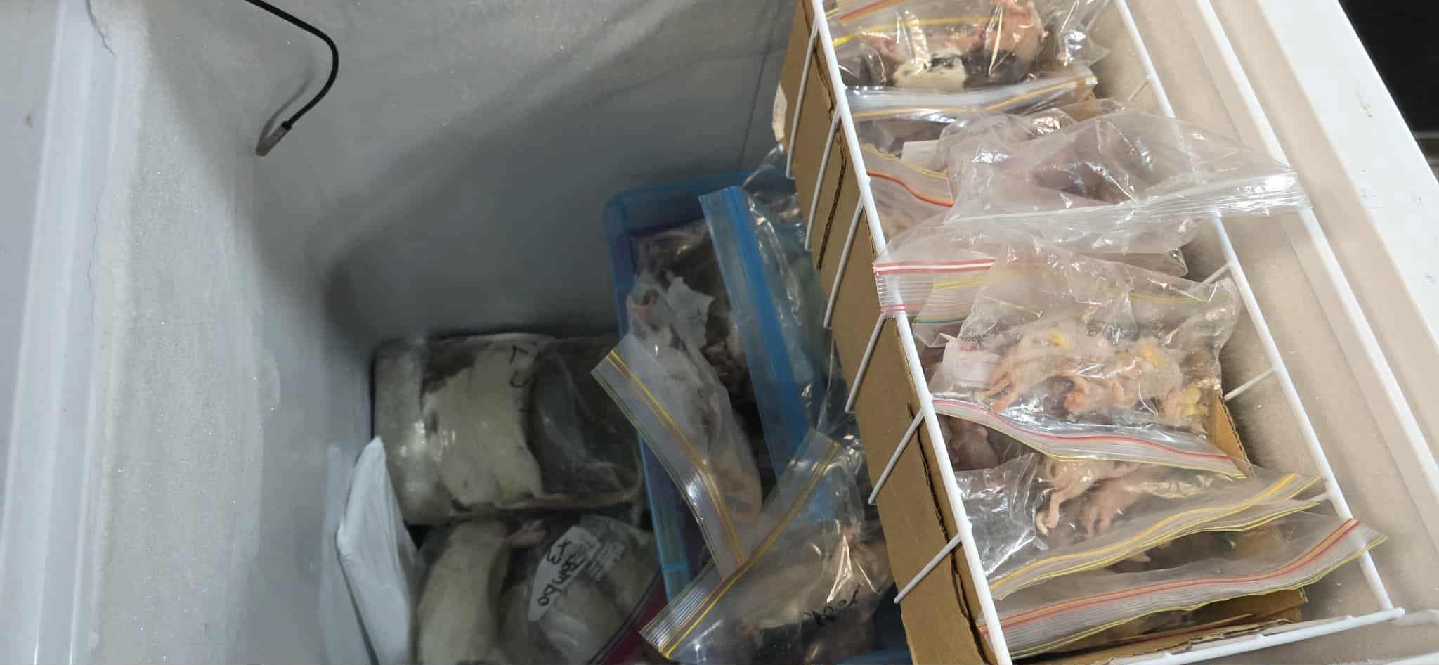 A freezer full of rodents that will be fed to Mat's hatchlings and their parents.