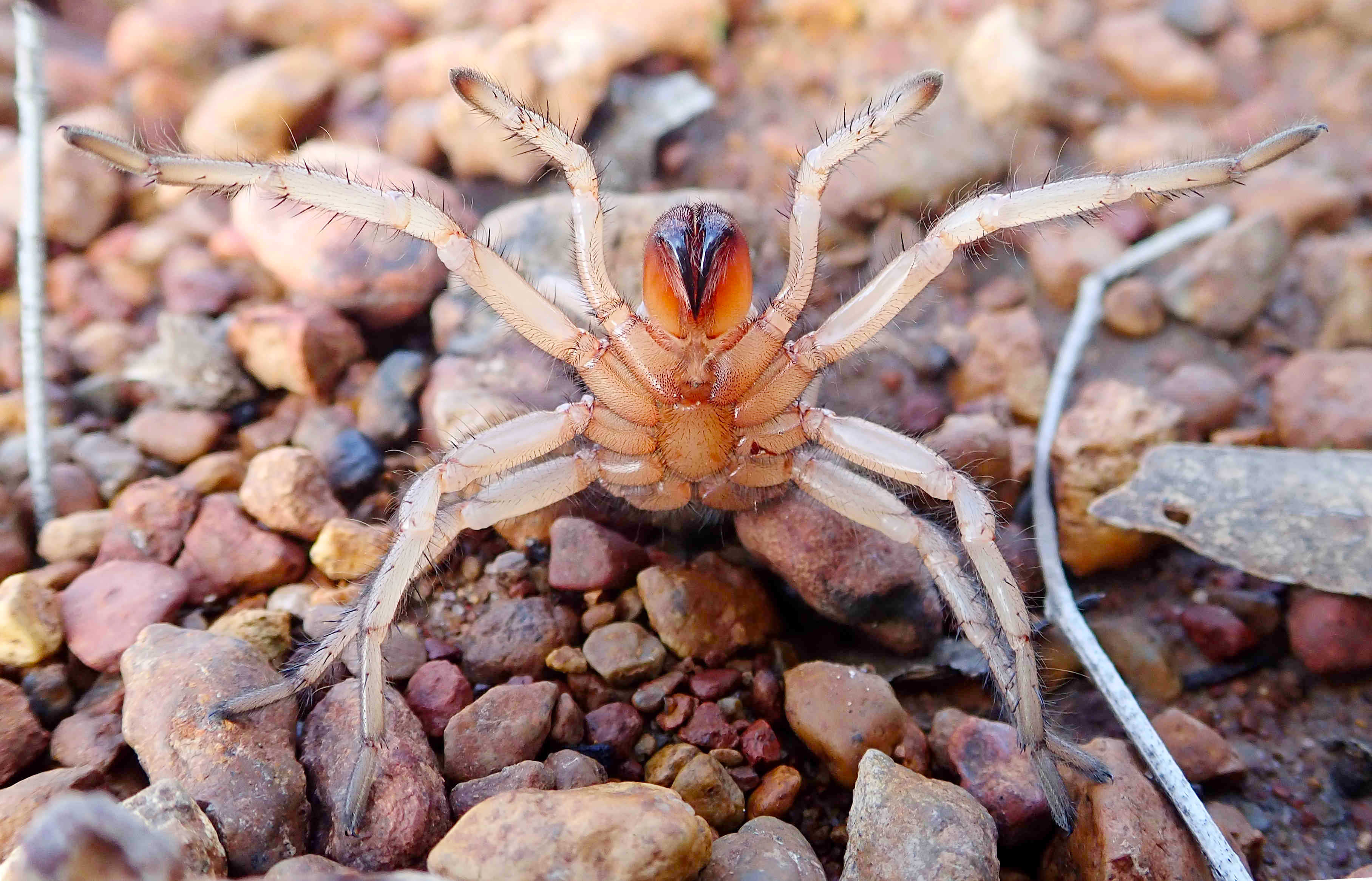 Aname rubrochelicera (new species) female in defensive posture.