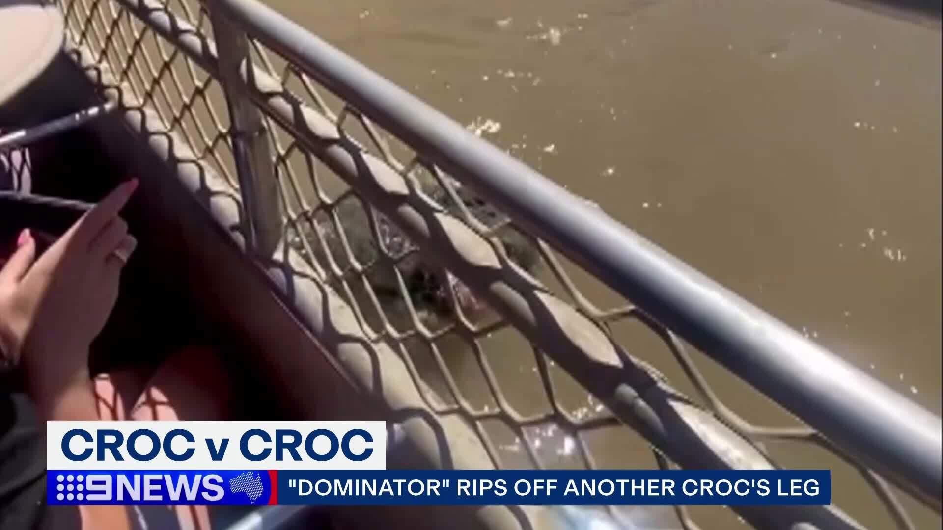 A three-metre-long crocodile was being fed by an Adelaide River cruise when "Dominator", the territory's largest and most infamous reptile, snuck up behind it.