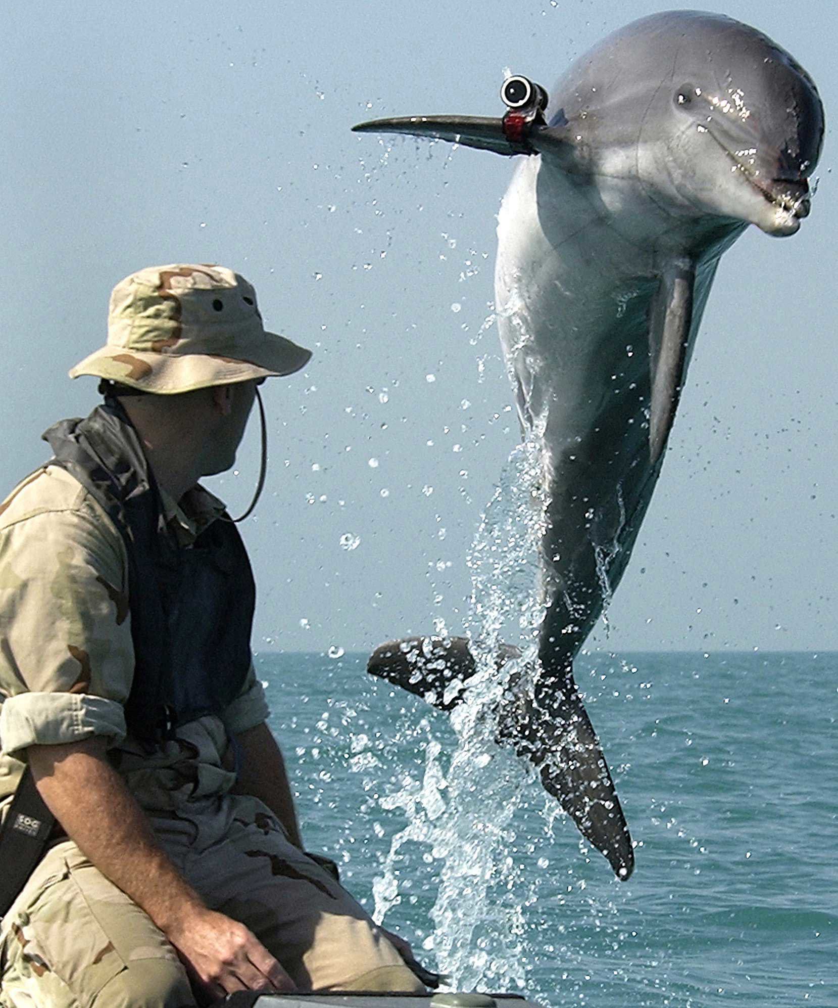 A US Navy dolphin in 2003.