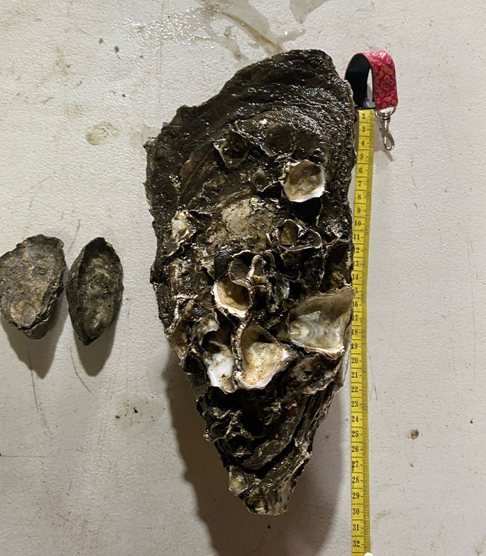 Uncle Ray, the record-breaking oyster found on the NSW south coast.