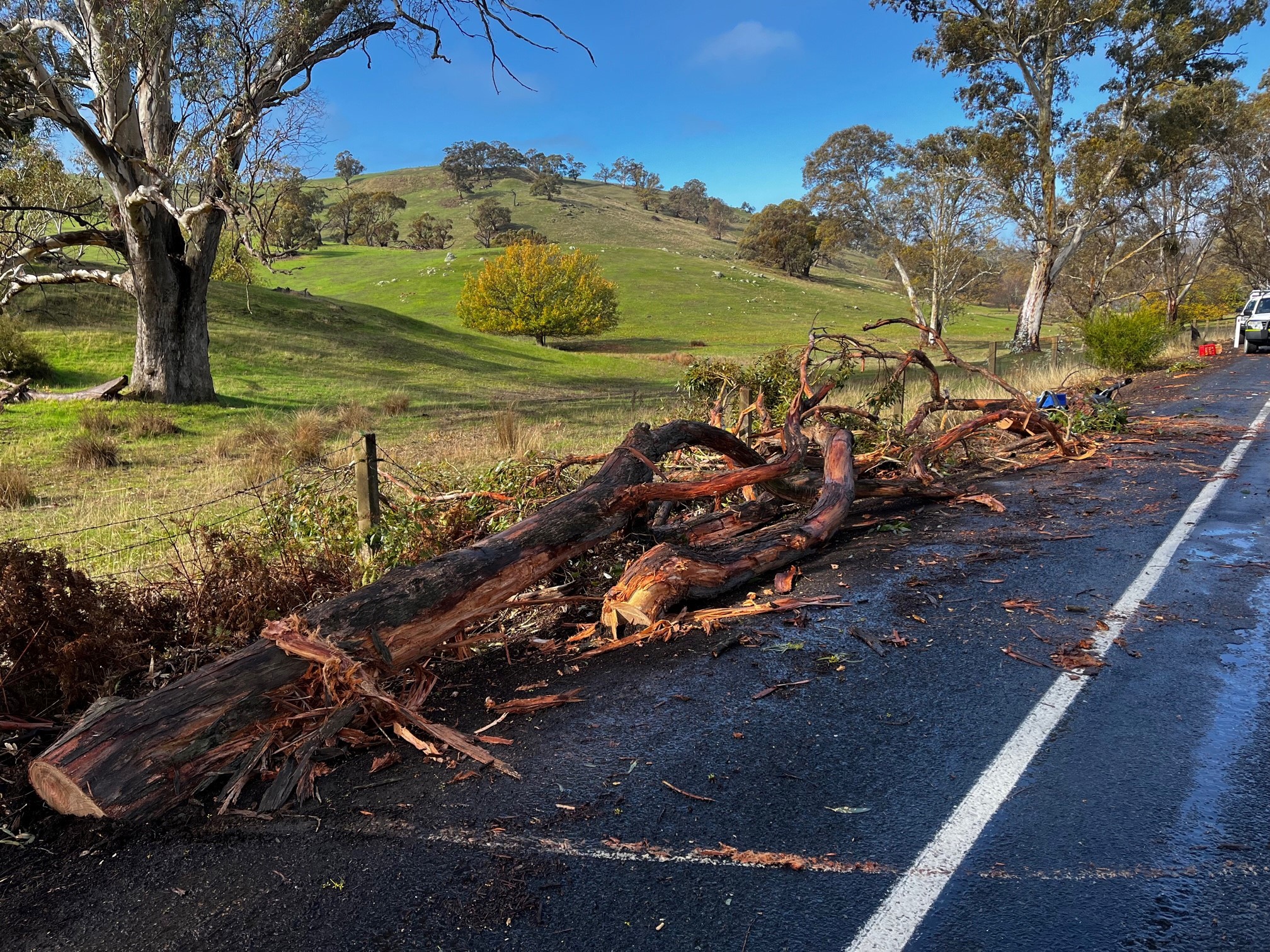 A﻿ man is in serious condition after he and his dog became trapped when a gum tree crushed his ute north-east of South Australia.